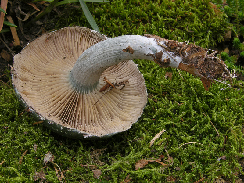 Un fosso......e una marea di funghi.(parte 3)